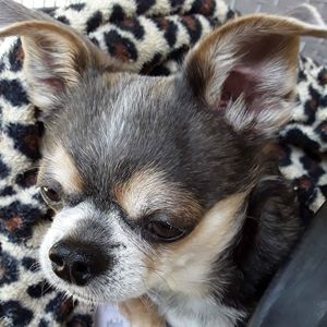 Meet your Posher, Joyce